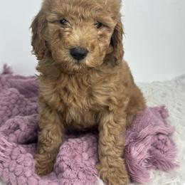 Grey collar - Red  female Goldendoodle puppy in Flint, Michigan from Anytime Doodles