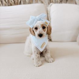 Friday - Parti female Goldendoodle puppy in Syracuse, Indiana from The Doodle Cove