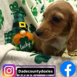 Roo- Darker ee Red Boy - Red male Dachshund puppy in Cutler Bay, Florida from Dadecounty’s Dachshunds