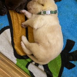 Dilute Retriever and Labrador Retriever Puppies from Moran’s Lab’s