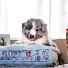 Dinah - Blue merle and white female Shetland Sheepdog puppy in Spanaway, Washington from Luxe Shetland Sheepdogs