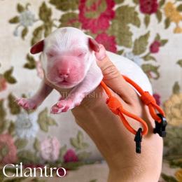 Cilantro - Parti male Goldendoodle puppy in Aubrey, Texas from The Parrish Doods