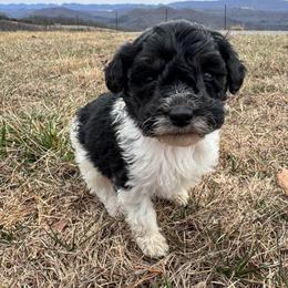 Pink - Tri-color female Bernedoodle puppy in Tazewell, Tennessee from Bundren Farms