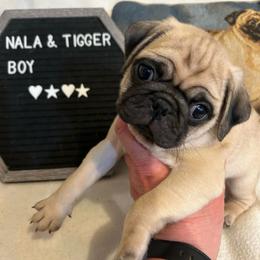 Fawn male - Fawn male Pug puppy in Norborne, Missouri from Pug Palace