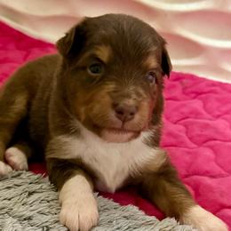 Bryce - Red tri female Miniature Australian Shepherd puppy in Gatesville, Texas from Southern Promise Aussie’s