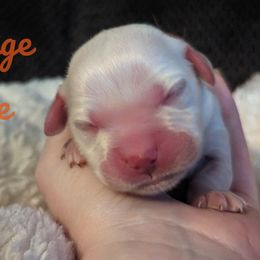 Golden Retriever Puppies from Heckmans English Cream Golden Retrievers