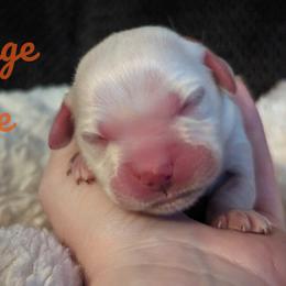 Golden Retriever Puppies from Heckmans English Cream Golden Retrievers