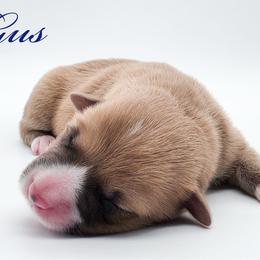 Gus Gus - Red male Pembroke Welsh Corgi puppy in Aumsville, Oregon from West Coast Corgi