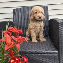 Milo - Caramel male Australian Labradoodle puppy in Morristown, New Jersey from English Manor Labradoodles