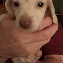 Hunter - Cream male Dachshund puppy in Charlottesville, Virginia from AKJ’s Dachshunds