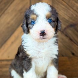 BMF - Blue merle female Aussiedoodle puppy in Prague, Oklahoma from Classic K9’s  Aussies & Doodles