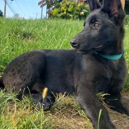 German Shepherds from Outlier Kennel