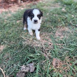 Peanut - Black tri-color female Australian Shepherd puppy in Denton, North Carolina from Double R Farm Aussies