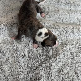 Eclipse - White and fawn brindle male Whippet puppy in Fort Myers, Florida from Rainbow Whippets
