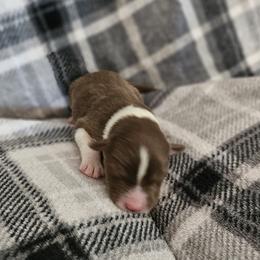Girl 3 - Red tri-color female Australian Shepherd puppy in Tehachapi, California from Astralvale Aussies