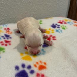 Ottis - White male Havapoo puppy in Brookings, South Dakota from Hofer Pups