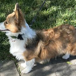 Pembroke Welsh Corgis from Golden Coast Corgis