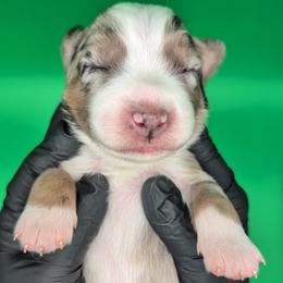 Raven3Girl1- BMF,LONGtail,AKC,OFAs,Genetics - Blue merle female Australian Shepherd puppy in South Hill, Virginia from Silverside Aussies LLC