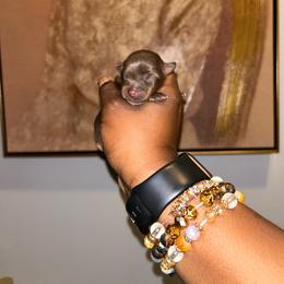 Keys - Chocolate and tan female Yorkshire Terrier puppy in Lynwood, Illinois from SaintNicksWay