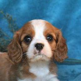 Cavalier King Charles Spaniels from Echo Valley Cavaliers