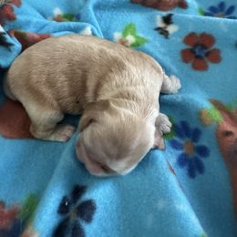 Red boy - Red male Cocker Spaniel puppy in Soddy Daisy, Tennessee from Kaleidoscopic Creations
