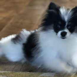 Pomeranians from Heavenly Pomeranians