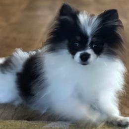 Pomeranians from Heavenly Pomeranians
