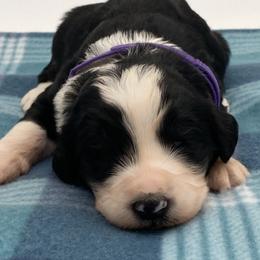 Magpie - Black and white female Bernedoodle puppy in Claremont, North Carolina from Magnolia Grove Farms