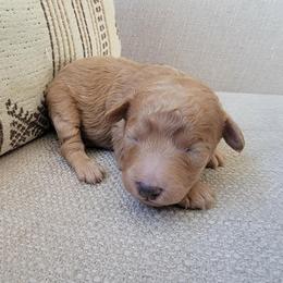 Amber - Apricot female Goldendoodle puppy in Mayville, Michigan from Guiding Light Doodles