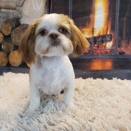 Shih Tzu All Grown Up from Shihtzu_NC