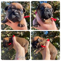 Standard Red Fawn Boy - Fawn and white male French Bulldog puppy in Spanaway, Washington from Beloved Frenchies