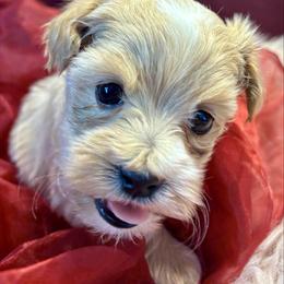 Lacewing - Apricot female Havapoo puppy in Howard City, Michigan from Petite Joie Puppies