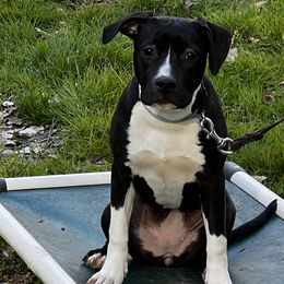 Suni - American Staffordshire Terrier puppy in Spring Grove, Virginia from Lizera Bulldogs and AmStaffs