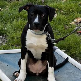 Suni - American Staffordshire Terrier puppy in Spring Grove, Virginia from Lizera Bulldogs and AmStaffs