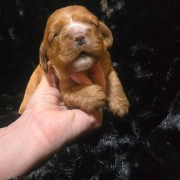 Rayne - Red female Cocker Spaniel puppy in Florence, South Carolina from Reddick's American Cocker Spaniels