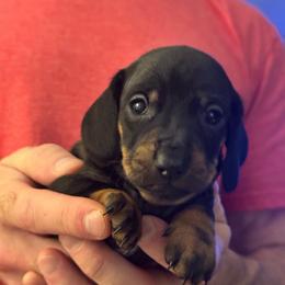 Finch - Black and tan male Dachshund puppy in Richmond, Kentucky from Cemcade Dachshunds