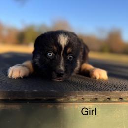 Girl 3 - Black tri-color female Australian Shepherd puppy in Big Sandy, Texas from Rocking S Ranch