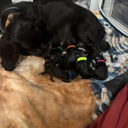 Boykin Spaniel Puppies from Southern Kennels