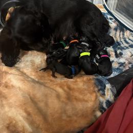 Boykin Spaniel Puppies from Southern Kennels