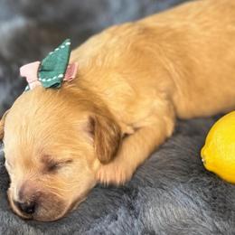 Lemon - female Cavapoochon puppy in Waldron, Arkansas from Kay’s Cutie Poos