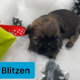 Shih Tzu Puppies from Sun Shih Tzu