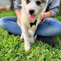 Marmalade - Tri-color Pomsky puppy in Kennewick, Washington from Nebula Ranch Pomskies