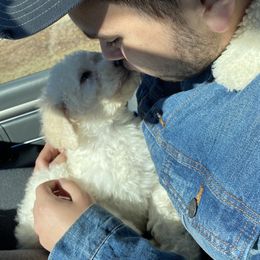Poodle Puppies from Southern Standards Standard Poodles