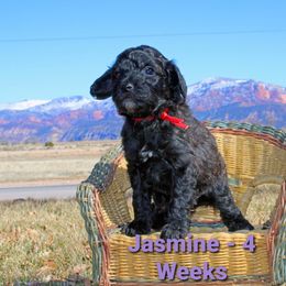 Aussiedoodle Puppies from Color Country Doodles