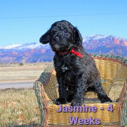 Aussiedoodle Puppies from Color Country Doodles