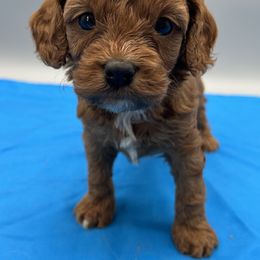 Tripp - Brown male Cavapoo puppy in Burke, New York from Patti’s Puppies
