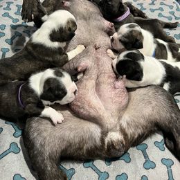 French Bulldog Puppies from Pony Rock Farm