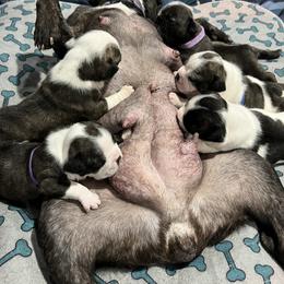 French Bulldog Puppies from Pony Rock Farm