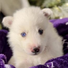 Milky Way - White female Siberian Husky puppy in Peoria, Arizona from Snowy Siberians