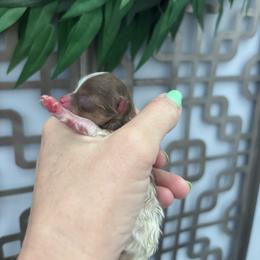Tiny tri - Chocolate and tan female Pomeranian puppy in Fayetteville, North Carolina from Tar-heel Poms
